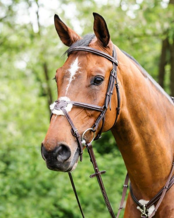 Prestige E80 Stitched Crossed Bridle 