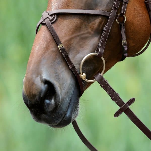 Passier Blu Snaffle Grackle Comfort Bridle - Image 3