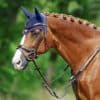 Passier Marcus Ehning Bridle - Image 2