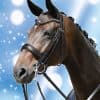 Passier Blu Dream Double Bridle